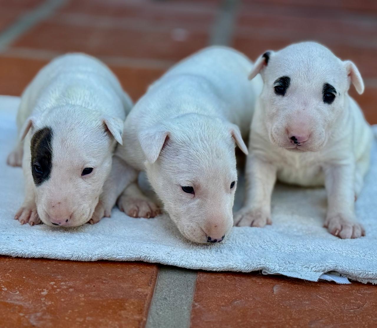 Bull Terrier